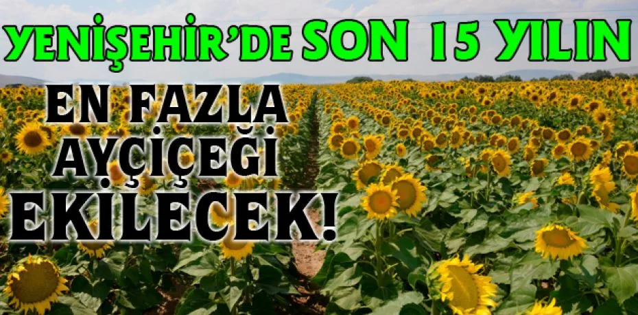 Yenişehir’de son 15 yılın en fazla ayçiçeği ekilecek