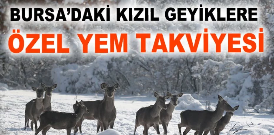 Bursa’daki kızıl geyiklere özel yem takviyesi