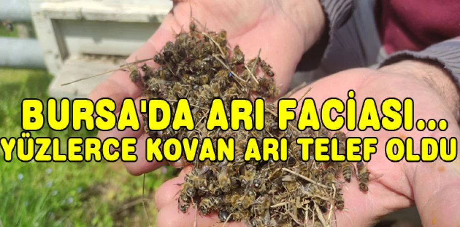 Bursa'da arı faciası...Yüzlerce kovan arı telef oldu
