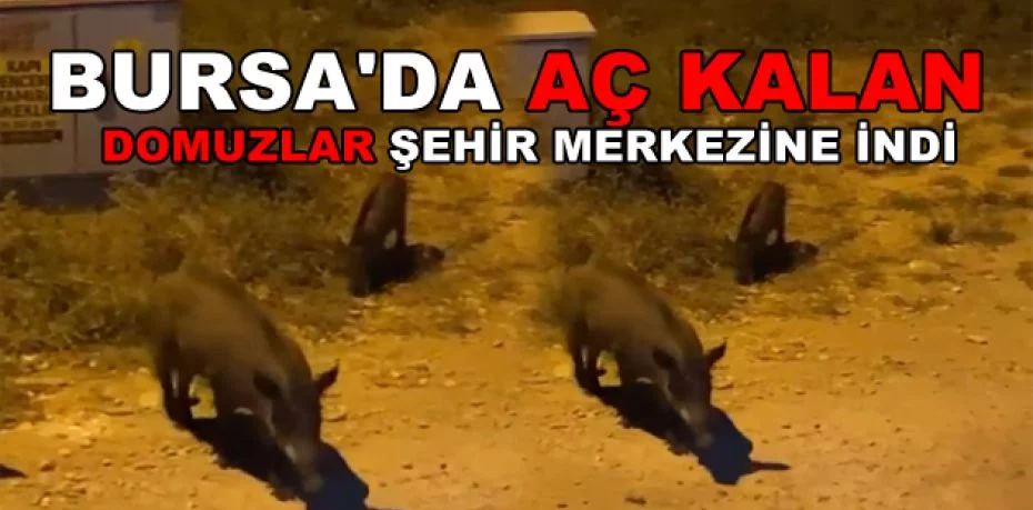 Bursa'da aç kalan domuzlar şehir merkezine indi