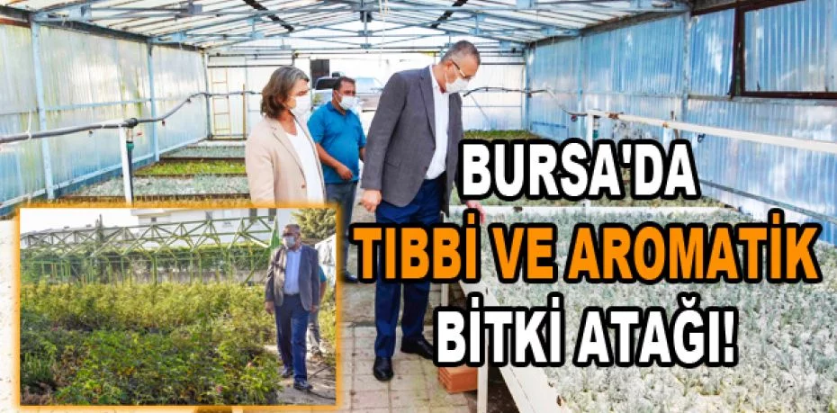 Bursa'da tıbbi ve aromatik bitki atağı