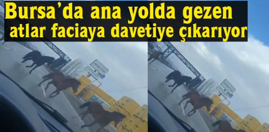 Bursa’da ana yolda gezen atlar faciaya davetiye çıkarıyor