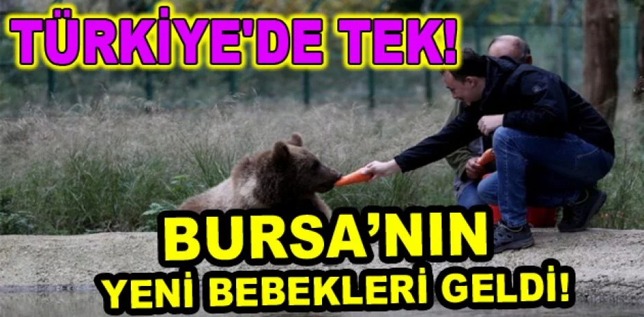 Türkiye'de tek! Bursa'daki ayı barınağına 5 yeni yavru getirildi