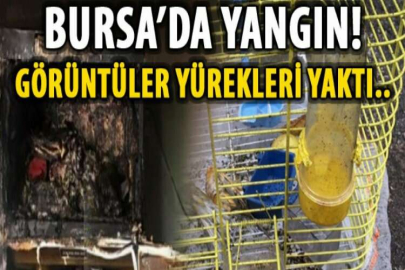 Bursa'da yangında ev sahibi dumandan etkilendi, 2 kanaryası ise öldü