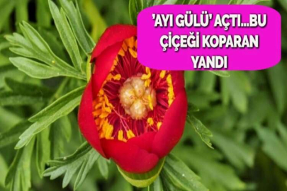 ’AYI GÜLÜ’ AÇTI...BU ÇİÇEĞİ KOPARAN YANDI