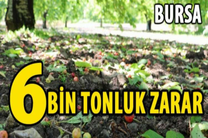 Bursa'da 6 bin ton kirazı dolu vurdu