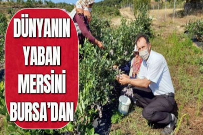 DÜNYANIN YABAN MERSİNİ BURSA’DAN