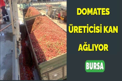 DOMATES ÜRETİCİSİ KAN AĞLIYOR