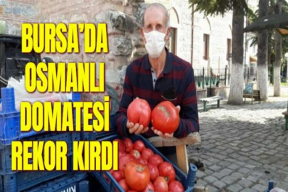 BURSA’DA OSMANLI DOMATESİ REKOR KIRDI