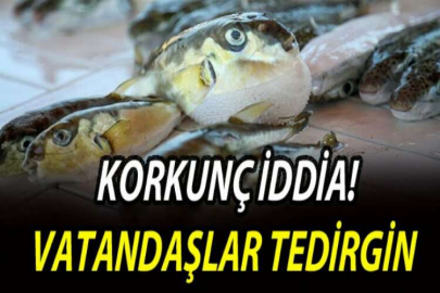 Korkunç iddia: Balon balıklarını mezgit diye satıyorlar