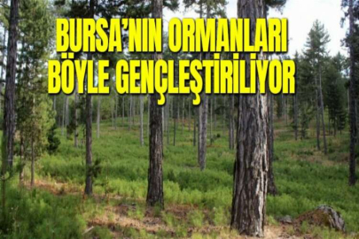 BURSA’NIN ORMANLARI BÖYLE GENÇLEŞTİRİLİYOR