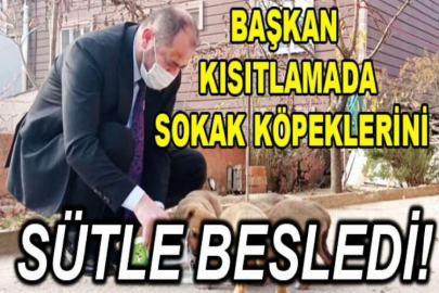 Başkan kısıtlamada sokak köpeklerini sütle besledi