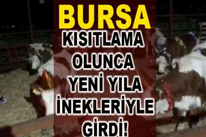 Kısıtlama olunca yeni yıla inekleriyle girdi