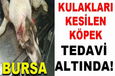 Kulakları kesilen köpek tedavi altında