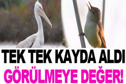 100’e yakın kuş türünü böyle görüntüledi, çektiklerini klip haline getirdi