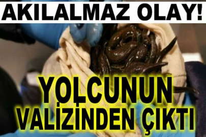 Sabiha Gökçen'de akılalmaz olay! Valizden 3 bin 300 tane sülük çıktı