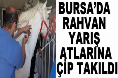 Bursa’da rahvan yarış atlarına çip takıldı