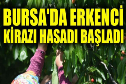 Bursa'da erkenci kirazı hasadı başladı