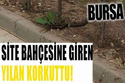 Site bahçesine giren yılan korkuttu