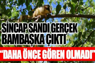 Türkiye'de koruma altına alınmıştı! Bahçe 'yediuyur'u Erzincan'da ilk kez görüntülendi