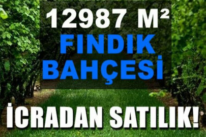 Ünye'de 12987 m² (711/1730 hissesi) Fındık bahçesi icradan satılıktır