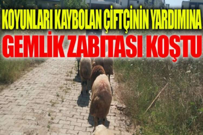 Koyunları kaybolan çiftçinin yardımına Gemlik zabıtası koştu