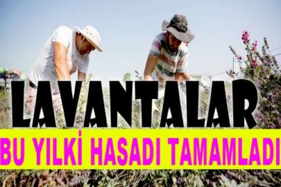 Kent Bostanları’nda lavantalar hasat edildi