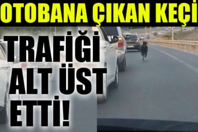 Otobana çıkan keçi, trafiği alt üst etti