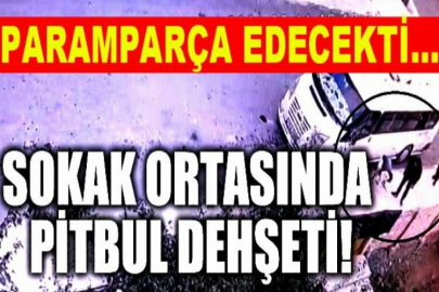 Çorum'da pitbull dehşeti! Küçük çocuğu paramparça edecekti