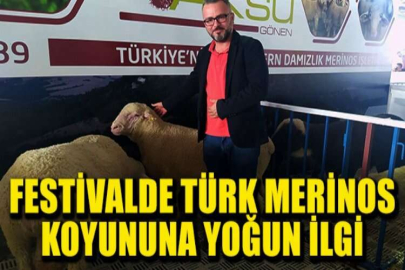 Festivalde Türk Merinos koyununa yoğun ilgi