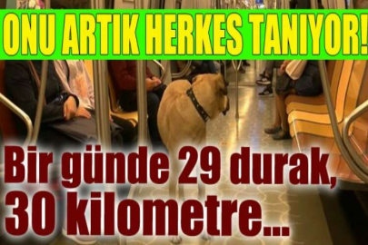 Boji'nin inanılmaz yolculuğu: Bir günde 29 durak, 30 kilometre