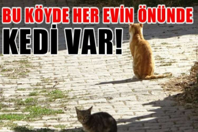 "Yırtıcı hayvanlar parçalasın" diye bırakılan kedilere köylüler sahip çıktı