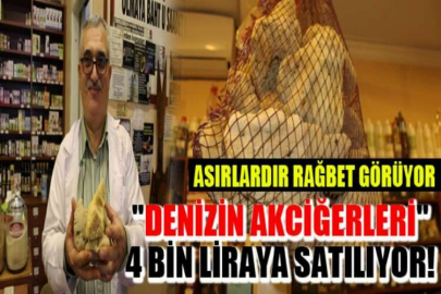 Kilosu 4 bin liraya canlı sünger