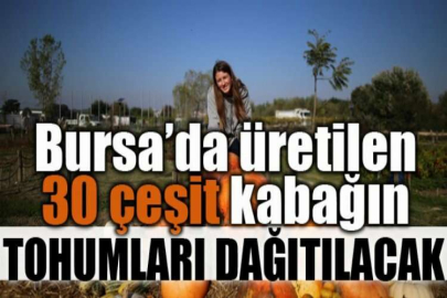 Bursa’da üretilen 30 çeşit kabağın tohumları dağıtılacak