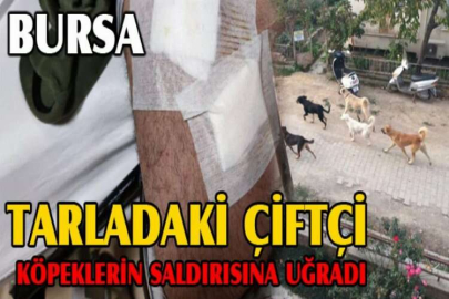 Tarladaki çiftçi köpeklerin saldırısına uğradı