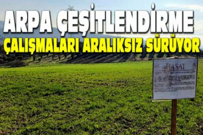 Arpa çeşitlendirme çalışmaları aralıksız sürüyor