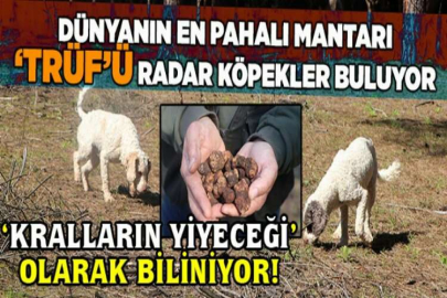 Dünyanın en pahalı mantarı! Kilosu 500 lira... Radar köpekler buluyor