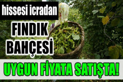 Ordu Ünye'de fındık bahçesi hissesi icradan satılıktır (çoklu satış)