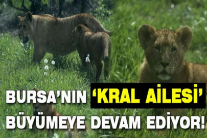Bursa’nın kral ailesi büyüyor...7 yavru aslan görücüye çıktı