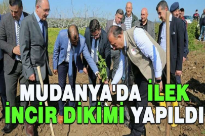 Mudanya'da ilek incir dikimi yapıldı