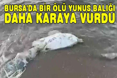 Bursa'da bir ölü yunus balığı daha karaya vurdu
