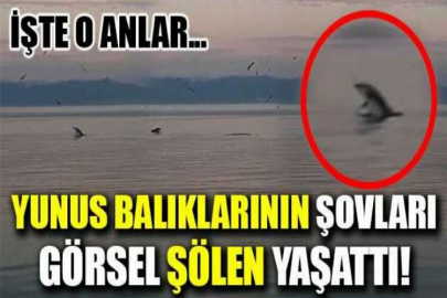 Bursa'da yunus balıklarının şovu kameralarda