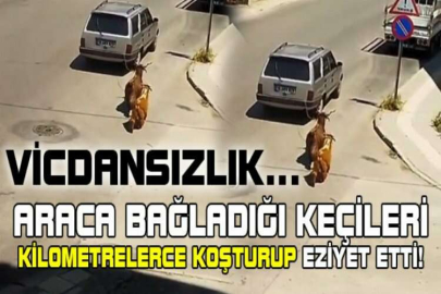Keçileri kaçıran sürücü kamerada...
