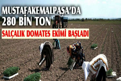 Mustafakemalpaşa’da 280 bin ton salçalık domates ekimi başladı