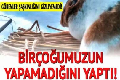 Hamsterı görenler şaşkınlığını gizleyemedi! Birçok insanın yapamadığını yaptı