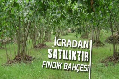 Ordu Altınordu'da 4379 m² fındık bahçesi icradan satılıktır