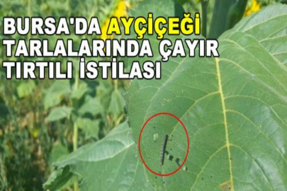 Bursa'da ayçiçeği tarlalarında çayır tırtılı istilası