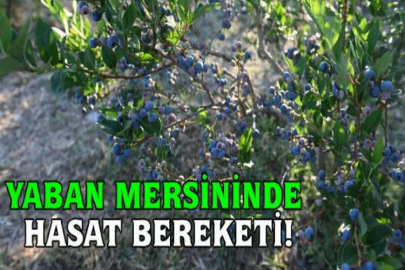 Yaban mersininde hasat bereketi