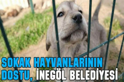 Sokak hayvanlarının dostu, İnegöl Belediyesi