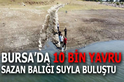 Bursa’da 10 bin yavru sazan balığı suyla buluştu